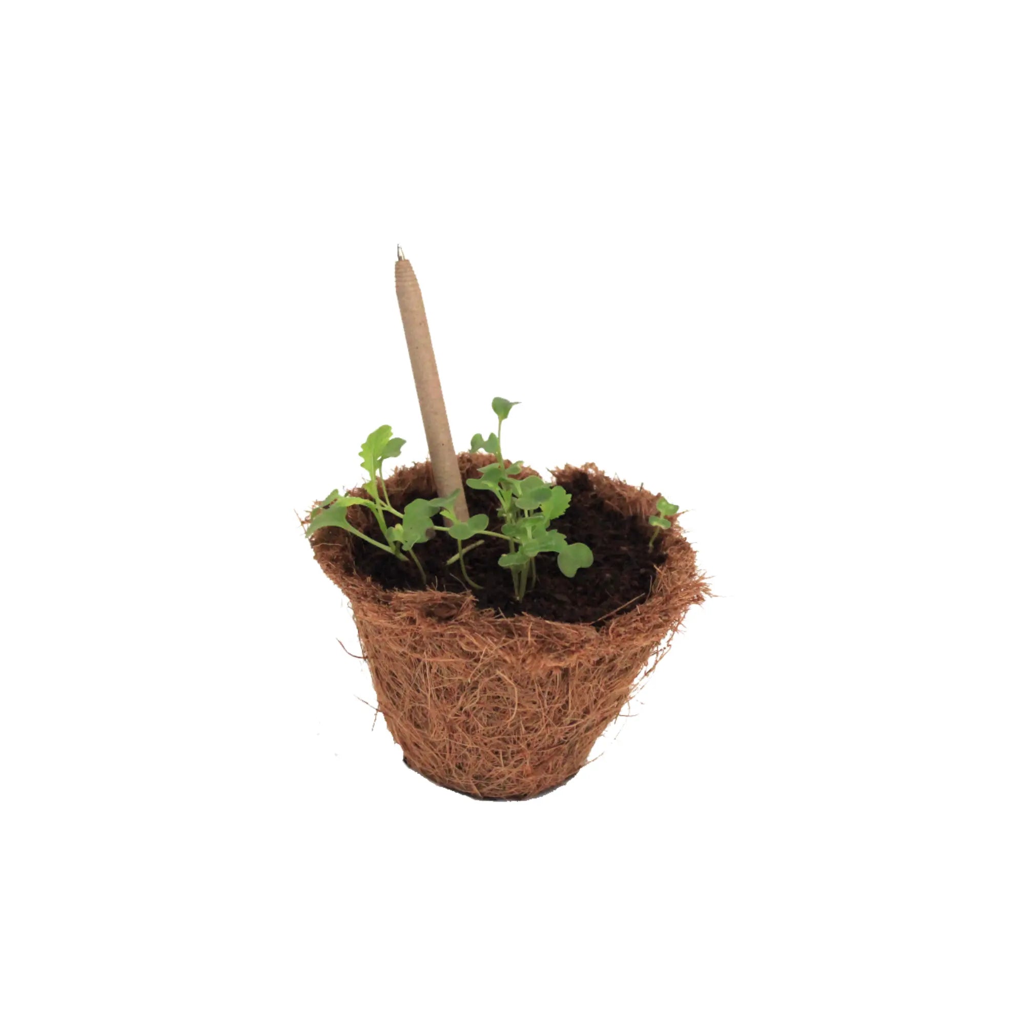 Plantable Seed Pen (Pack of 20)